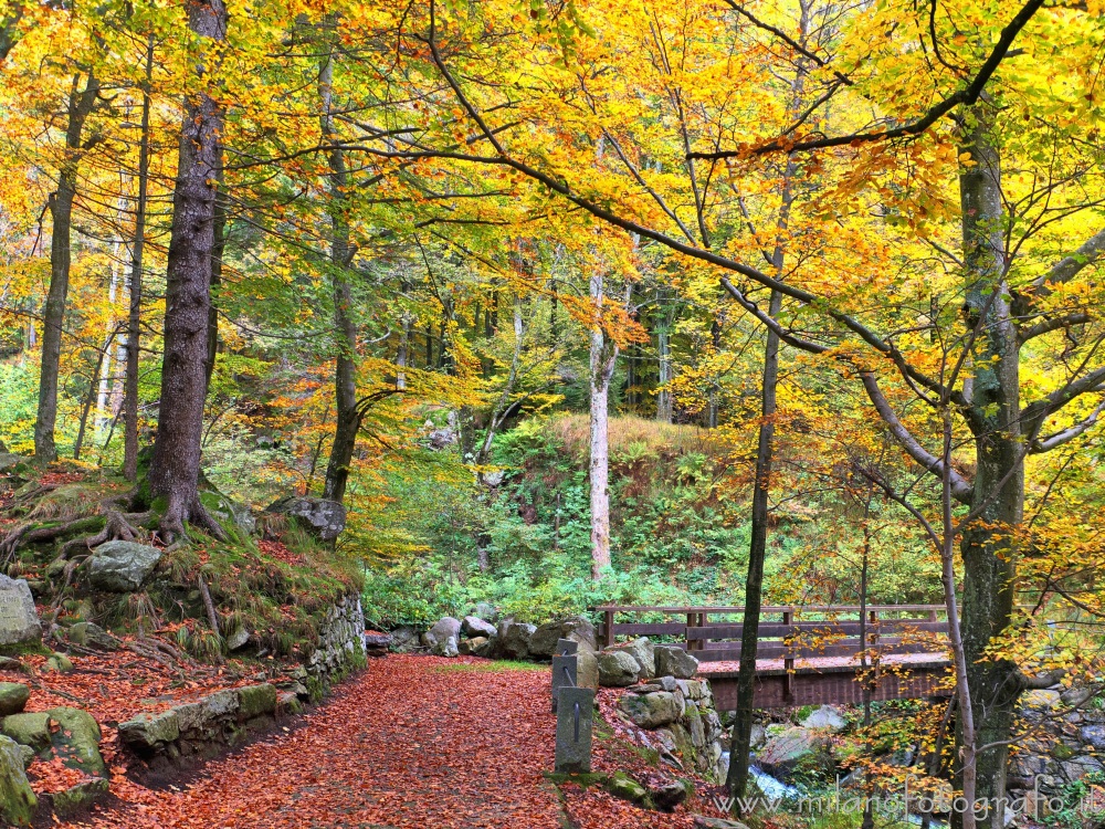 Biella (Italy) - Autumn woods with little bridge near the Sanctuary of Oropa